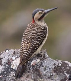 Andean Flicker