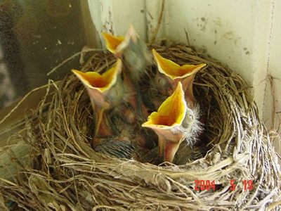 Birds Photos on Caring For Birds As A Homeowner  Ornithology