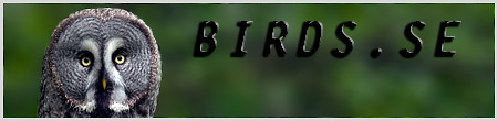 Birds.se logo