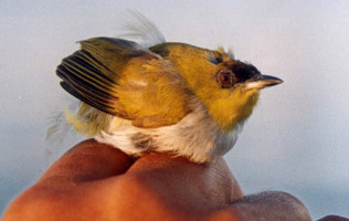 Togian White Eye
