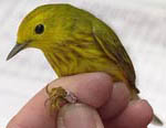 Yellow Wabler