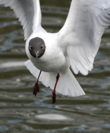 black headed gull