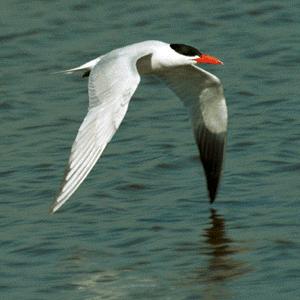 Caspian Tern