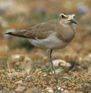 Caspian Plover