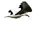 Northern Gannet