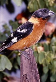 evening grosbeak