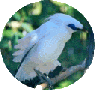 Rothschild's Mynah