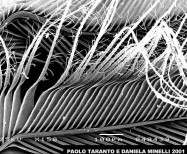 Owl Feathers
