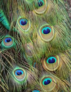peacock feather