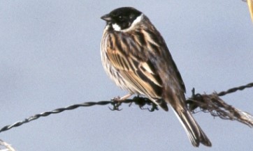 reed bunting